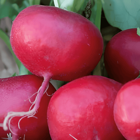 Radish Parat Seeds Raphanus Sativus Robust Disease Tolerant