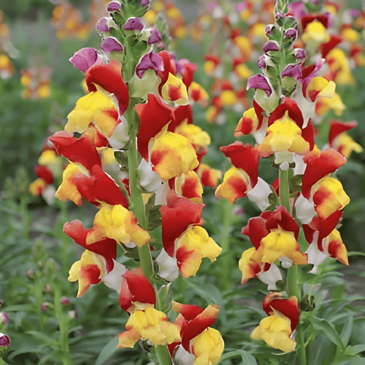 Snapdragon Mango Twist Seeds Antirrhinum Majus Flowering Annual