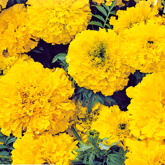 Tall African Marigold Seeds Tagetes Erecta Yellow Supreme