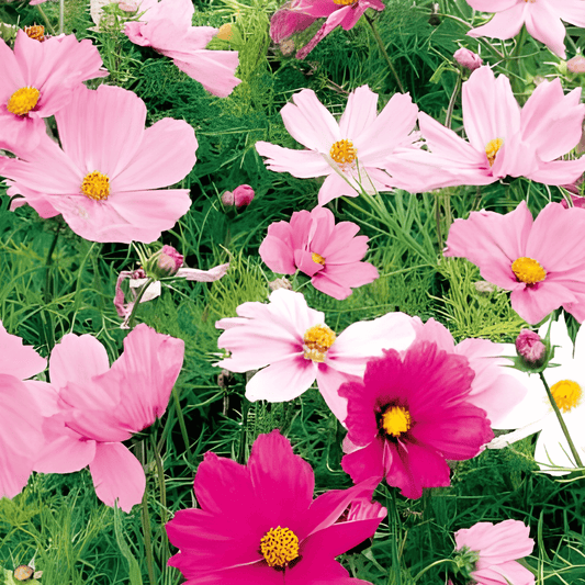 Cosmos Dwarf Sensation Seeds Cosmos Bipinnatus Annual Flower Seeds