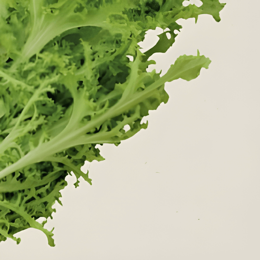 Organic Curly Leaf Lettuce Seeds Lactuca Sativa Vegetable Seeds