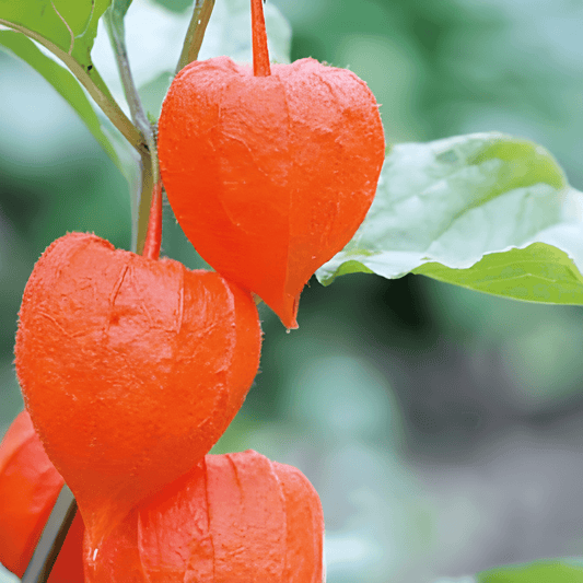 Chinese Lantern Plant Seeds Physalis Alkekengi Var Franchetti