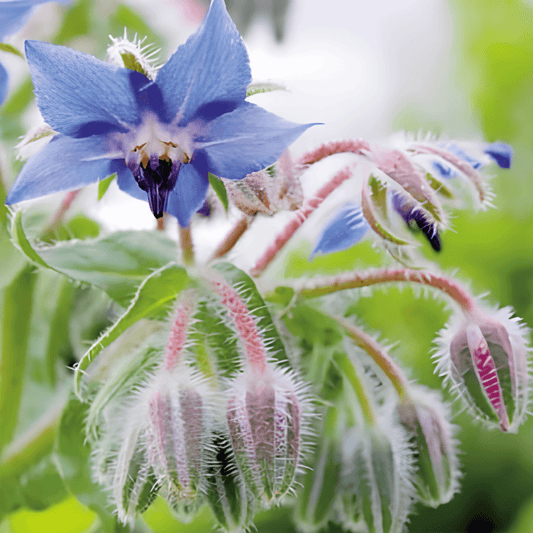 Borage Seeds Borago Officinalis Blue Flowering Culinary Herb Annual