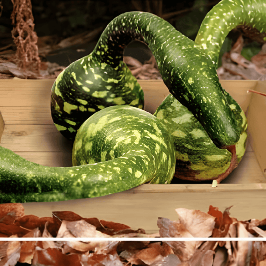 Ornamental Gourd Seeds Lagenaria Siceraria Speckled Swan Variety