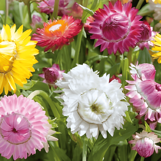 Strawflower Seeds Helichrysum Bracteatum Tom Thumb Low Flower Cluster