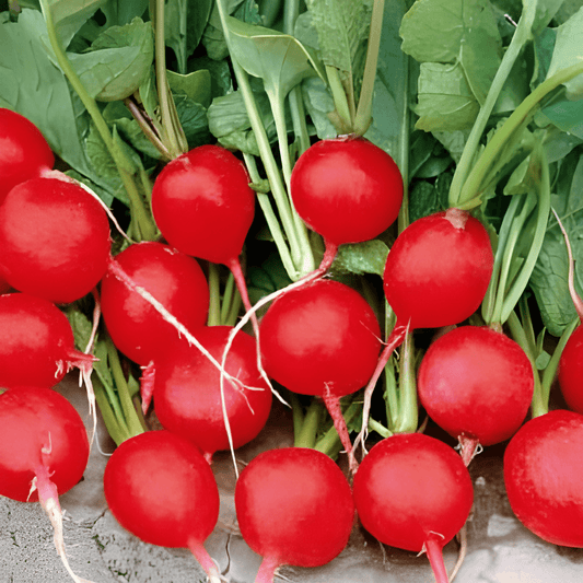 Radish Seeds Bel Image Raphanus Sativus Round Orange Red Variety