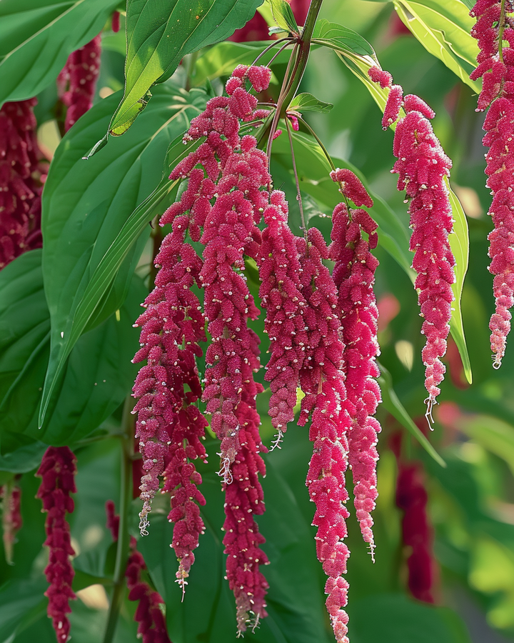 Red Cock's Comb Amaranthus Caudatus Flower Seeds