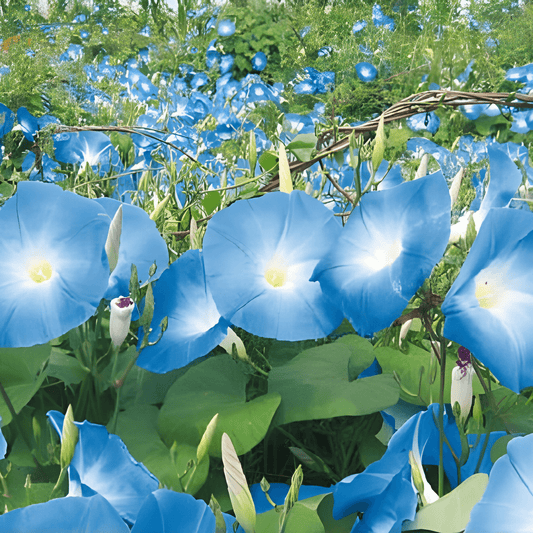 Climbing Morning Glory Seeds Ipomoea Tricolor Clarks Blue