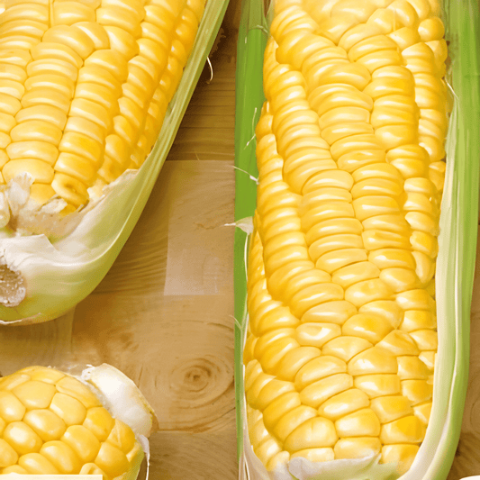 Sweet Corn Tasty Sweet F1 Seeds Zea Mays Hybrid Variety