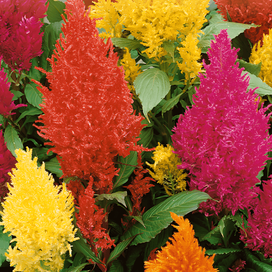 Celosia Plume Comb Seeds Celosia Argentea Var Plumosa Mixed Colors
