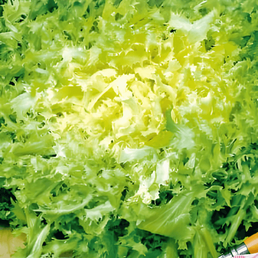 Curly Endive Seeds Cichorium Endivia De Meaux Vegetable Variety