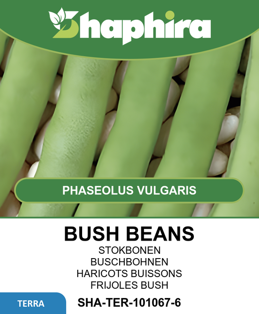 Stamslabonen Beans Seeds Phaseolus Vulgaris Round Fleshy Pods