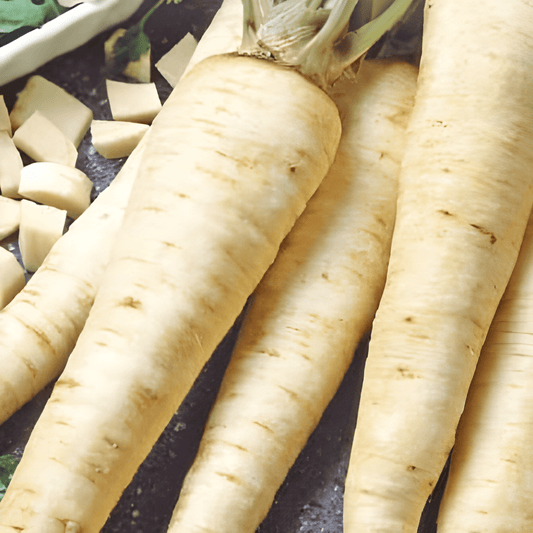 Half-long Root Parsley Seeds Petroselinum Crispum Vegetable Variety