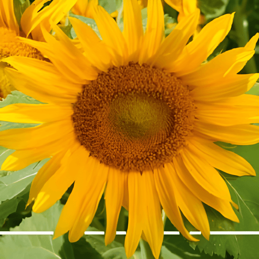 Low Sunflower Seeds Helianthus Annuus Irish Eyes Variety