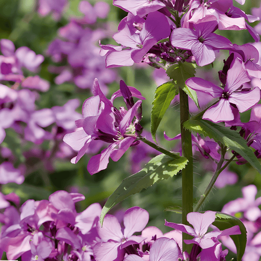 Lunaria Seeds Lunaria Annua Violet Judaspenning Biennial Flowers