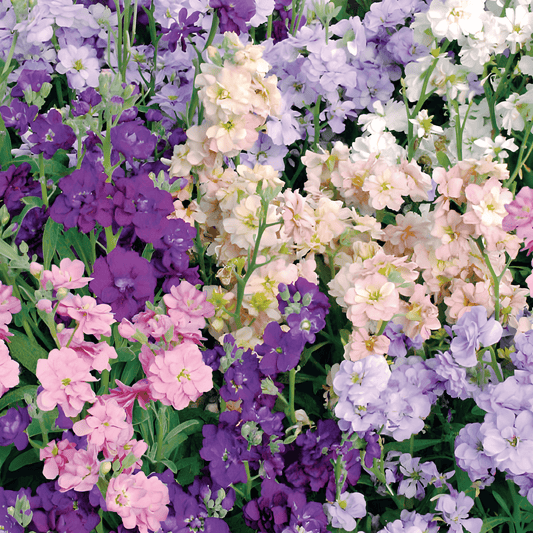 Summer Pansies Seeds Matthiola Incana Mixed Fragrant Flowers