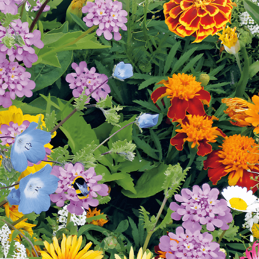 Bee Mixture Low Growing Flowers Seeds Dwarf Flower Mixture For Bees
