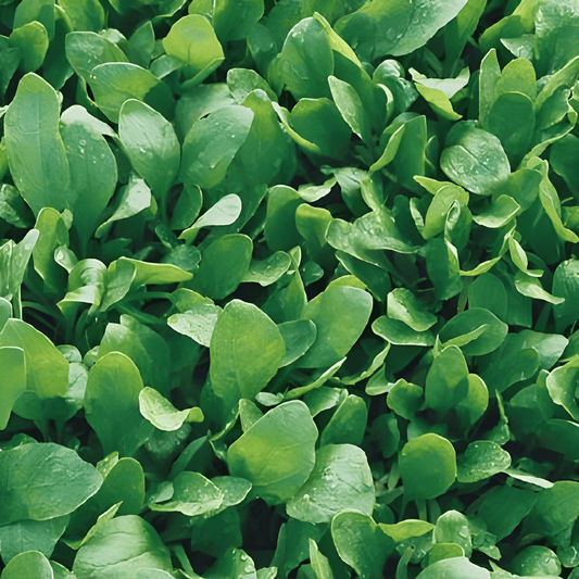 Broadleaf Spinach Seeds Spinacia Oleracea Fast Growing Vegetable Seeds