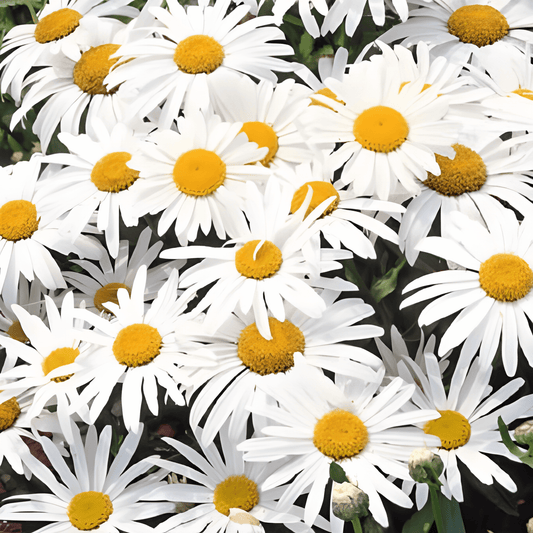 Chrysanthemum Silver Princess Seeds Chrysanthemum Maximum Large White Flowers