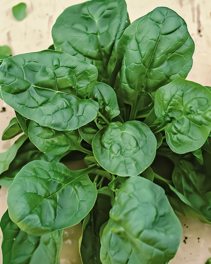 Organic Spinach Seeds Spinacia Oleracea Winter Giants Variety