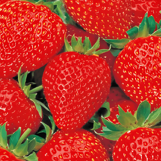Strawberry Grandian F1 Fragaria Ananassa Strawberry Seeds Large Fruits