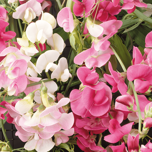 Lathyrus Seeds Lathyrus Latifolius Mixed Colorful Long-lasting Cut Flowers