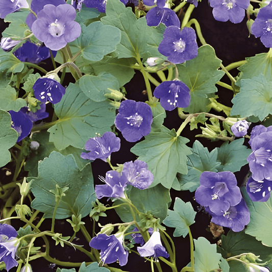 Phacelia Seeds Phacelia Campanularia Blue Bee Food Annual