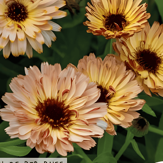 Calendula Seeds Touch Of Red Buff Calendula Officinalis Flowers
