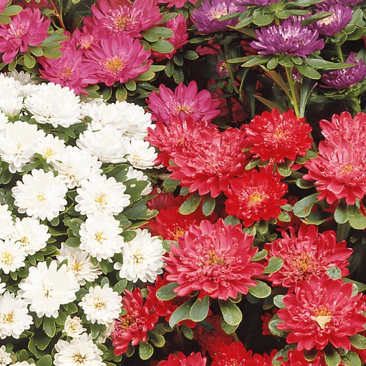 Dwarf Aster Seeds Callistephus Chinensis Waldersee Mixed Colors