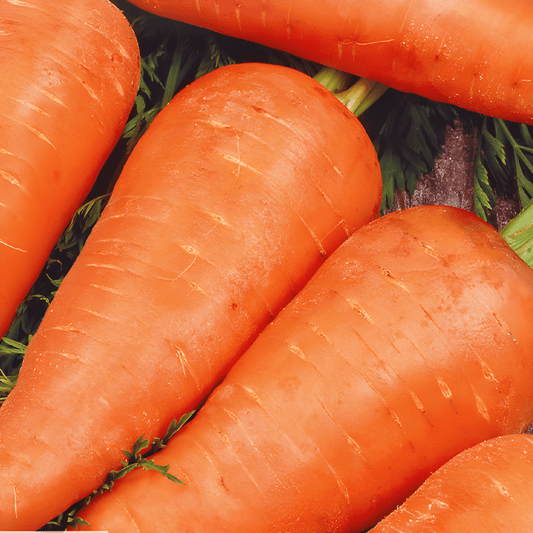 Carrot Chantenay Seeds Daucus Carota Crunchy Sweet Variety