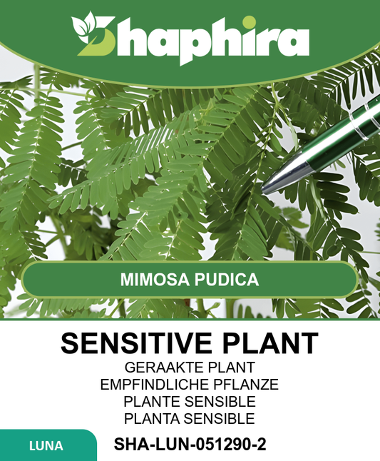 Mimosa Pudica Seeds Sensitive Touch Me Not Flower Seeds