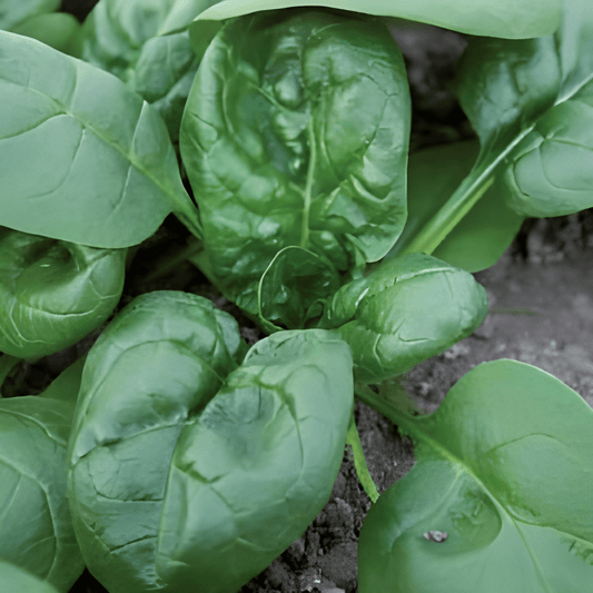 Spinach Seeds Nores Spinacia Oleracea Summer Variety 15g