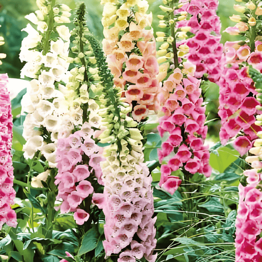 Foxglove Seeds Digitalis Purpurea Mixed Flower Biennial