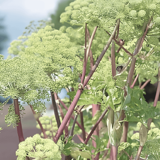 Angelica Root Seeds Angelica Archangelica Tall Yellow Green Flowers