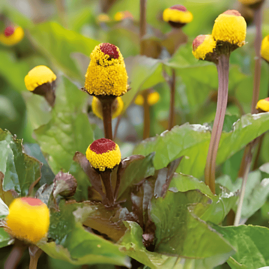 Spilanthes Seeds Spilanthes Oleracea Edible Spicy Flower Seeds