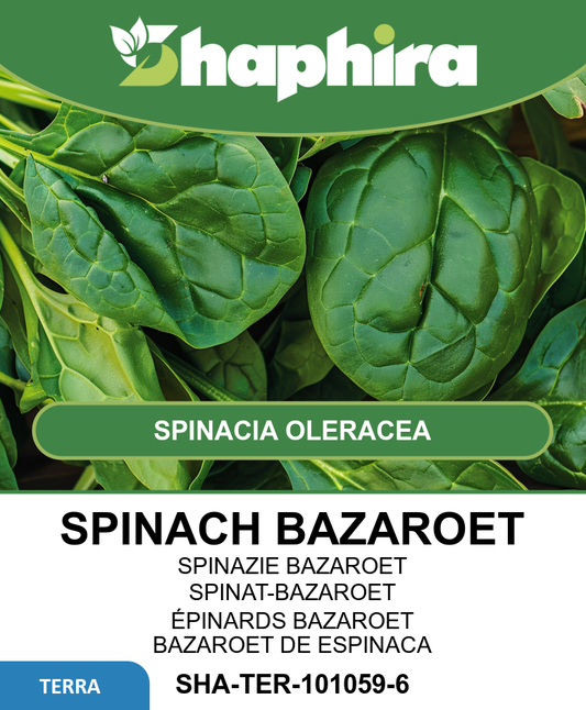 Spinach Bazaroet Spinacia Oleracea Seeds Large Dark Green Leaves