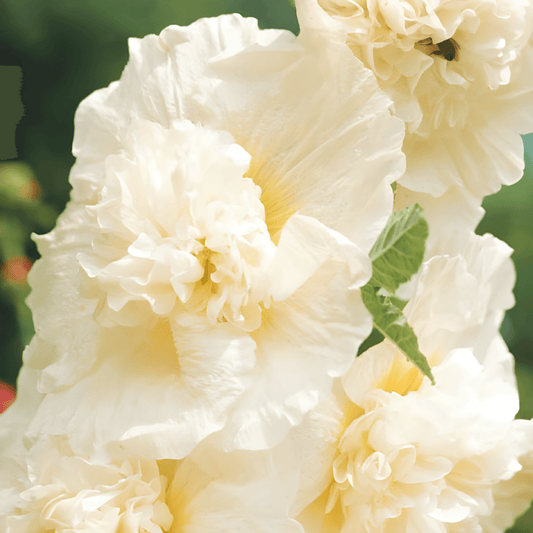 Althaea Majorette Champagne Seeds Alcea Rosea Double Flowers