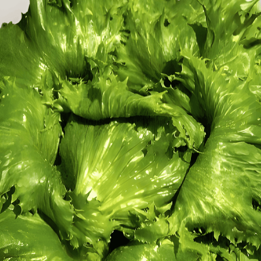 Iceberg Lettuce Seeds Lactuca Sativa L Queen Crisp Summer Variety