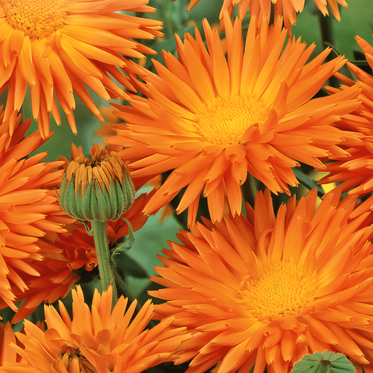 Calendula Seeds Radio Orange Calendula Officinalis Bright Orange Flowers