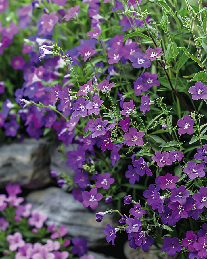 Hanging Lobelia Sapphire Blue Seeds Lobelia Erinus Pendula