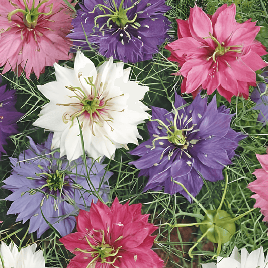 Nigella Seeds Persian Jewels Mixture Nigella Damascena Flowers
