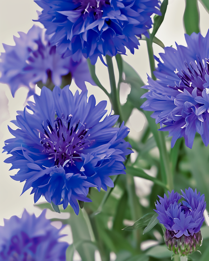 Organic Cornflower Blue Ball Centaurea Cyanus Seeds