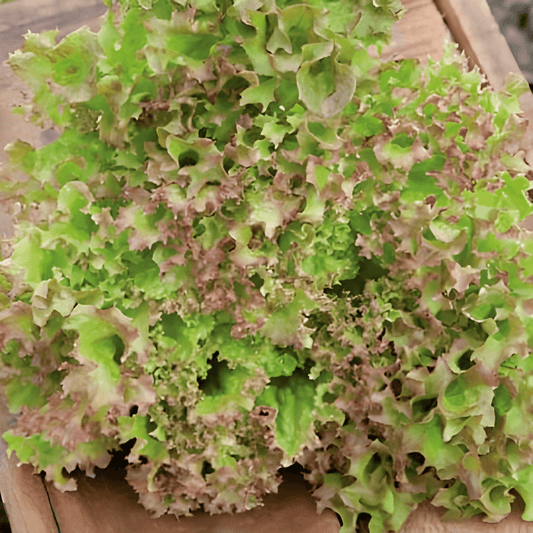 Curly Lettuce Seeds Lollo Rossa Lactuca Sativa Loose Leaf Variety