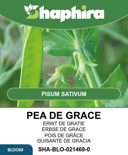 Low Growing Pea Seeds Pisum Sativum De Grace Variety