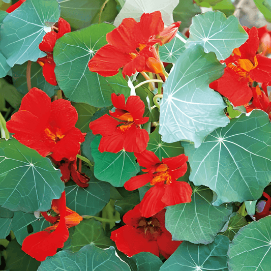 Indian Cress Empress Of India Tropaeolum Majus Nanum Seeds