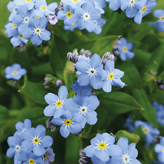 Forget-me-not Seeds Myosotis Alpestris Blue Biennial Flowers