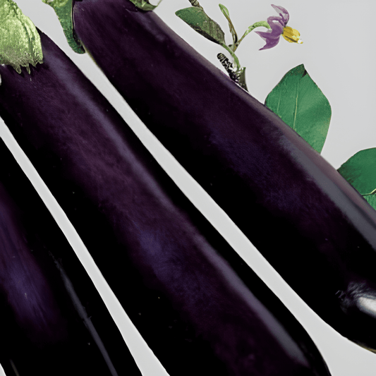 Violet Long Eggplant Solanum Melongena L. Seeds Vegetable Variety