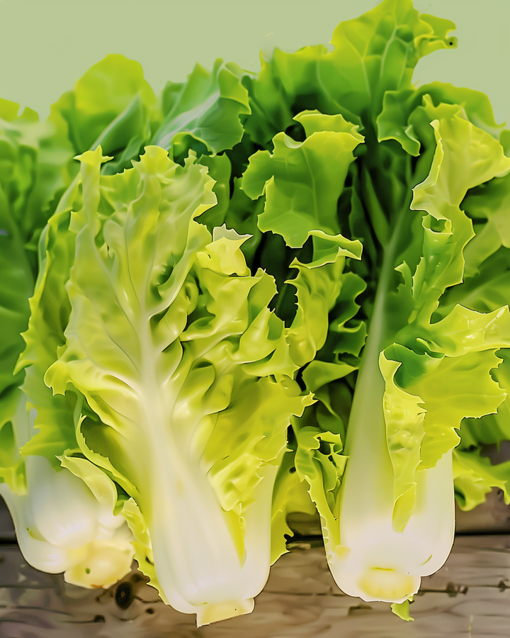 Organic Endive Seeds Chichorum Endivia Yellow Volhart Variety