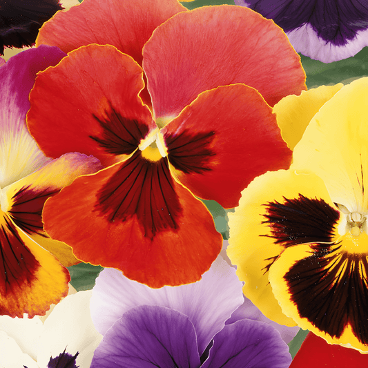 Viola Seeds Aalsmeer Giants Viola Wittrockiana Flowers