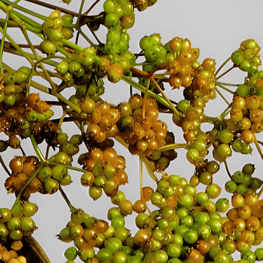 Coriander Seeds Coriandrum Sativum Annual Herb For Culinary Use